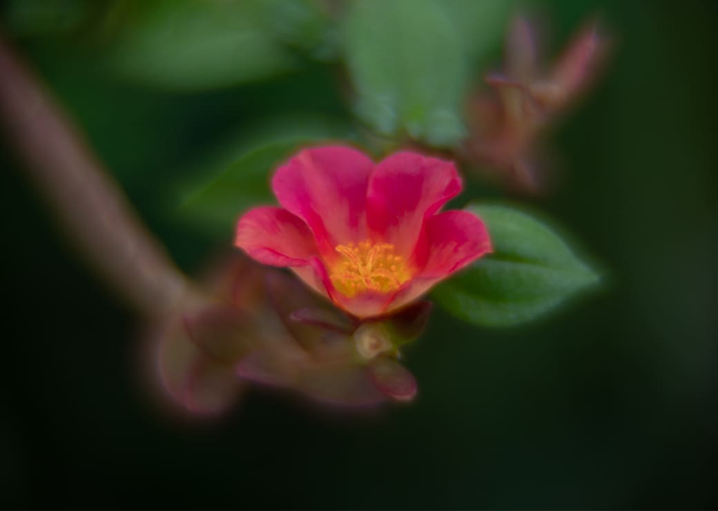 Flora & Fauna's showcase image 5