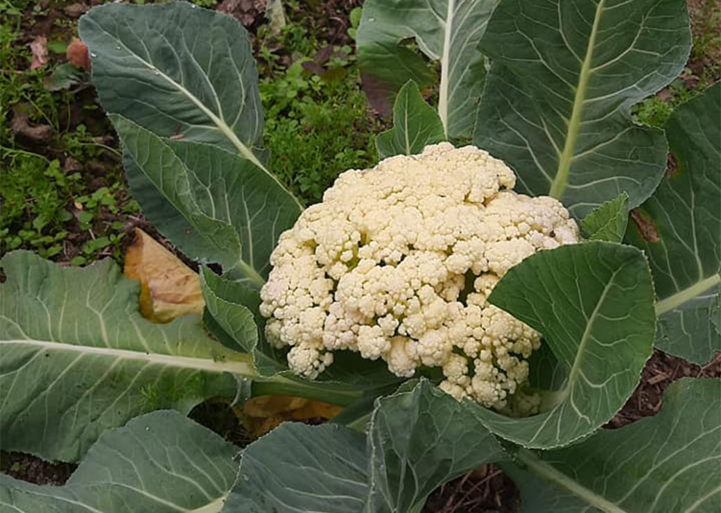 Home farm's showcase image 9