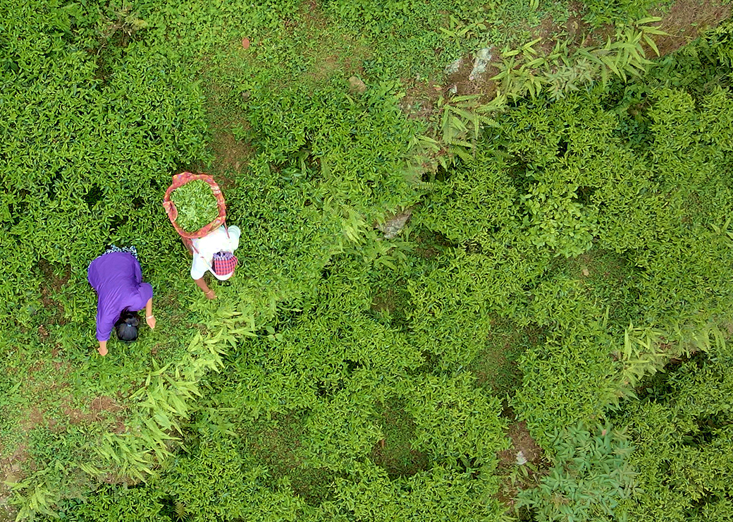 Tea gardens's showcase image 2