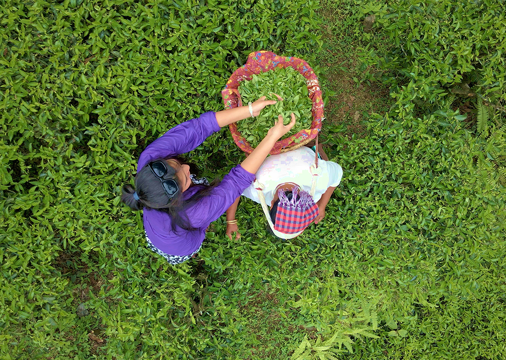 Tea gardens's showcase image 4